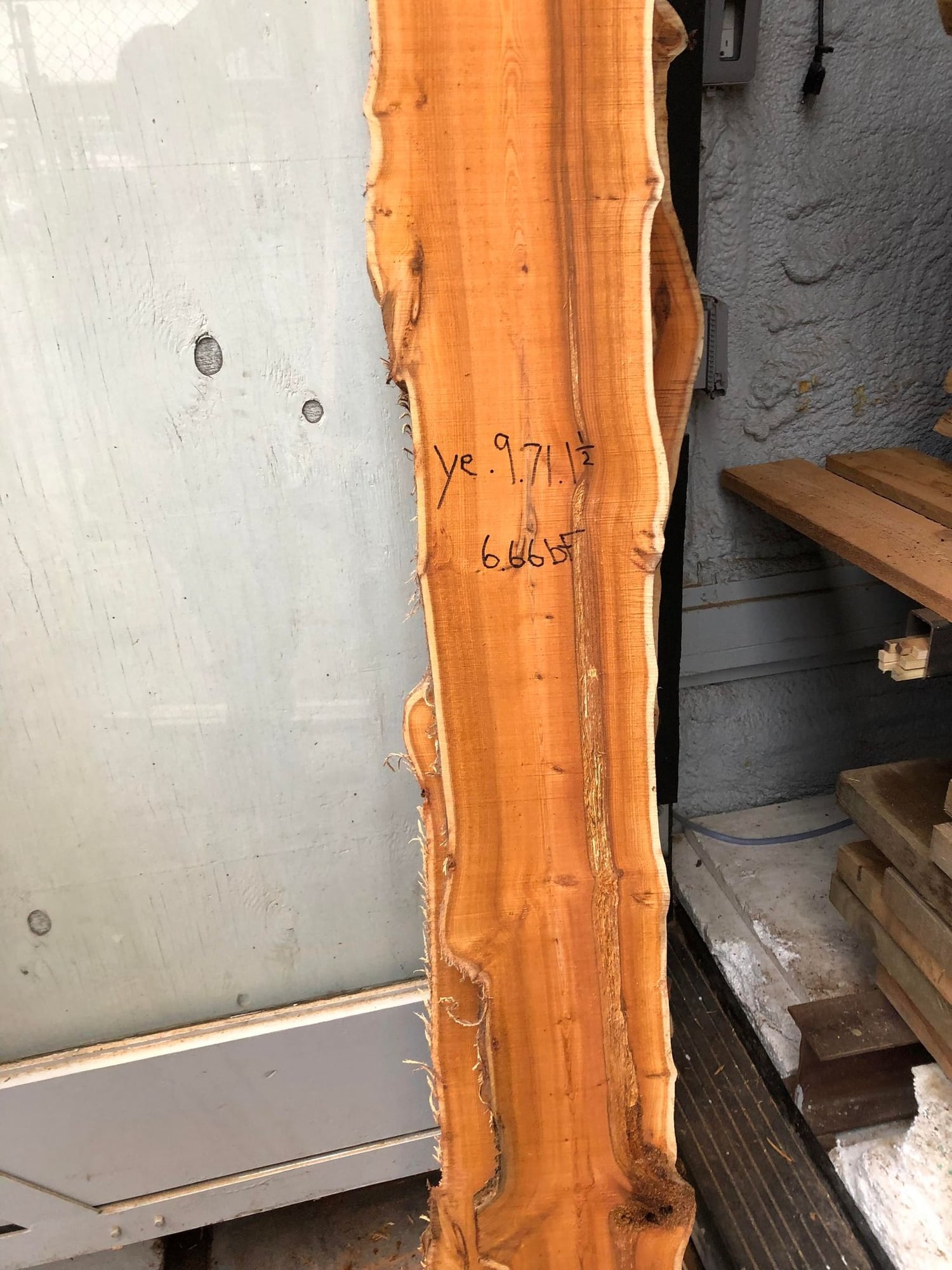 Pacific Yew